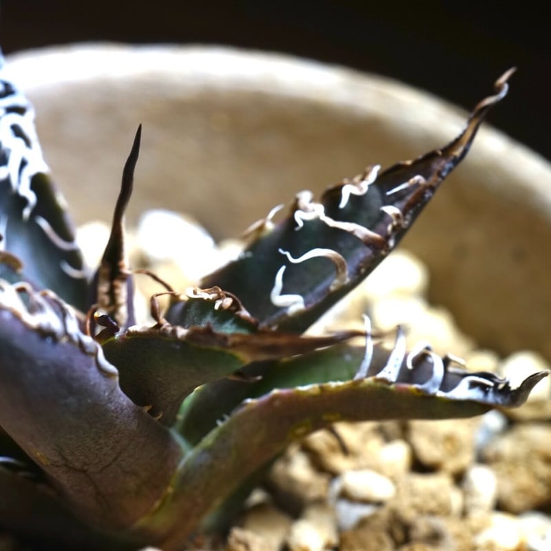 アガベチタノタ シーザーCaesar 台湾輸入株！