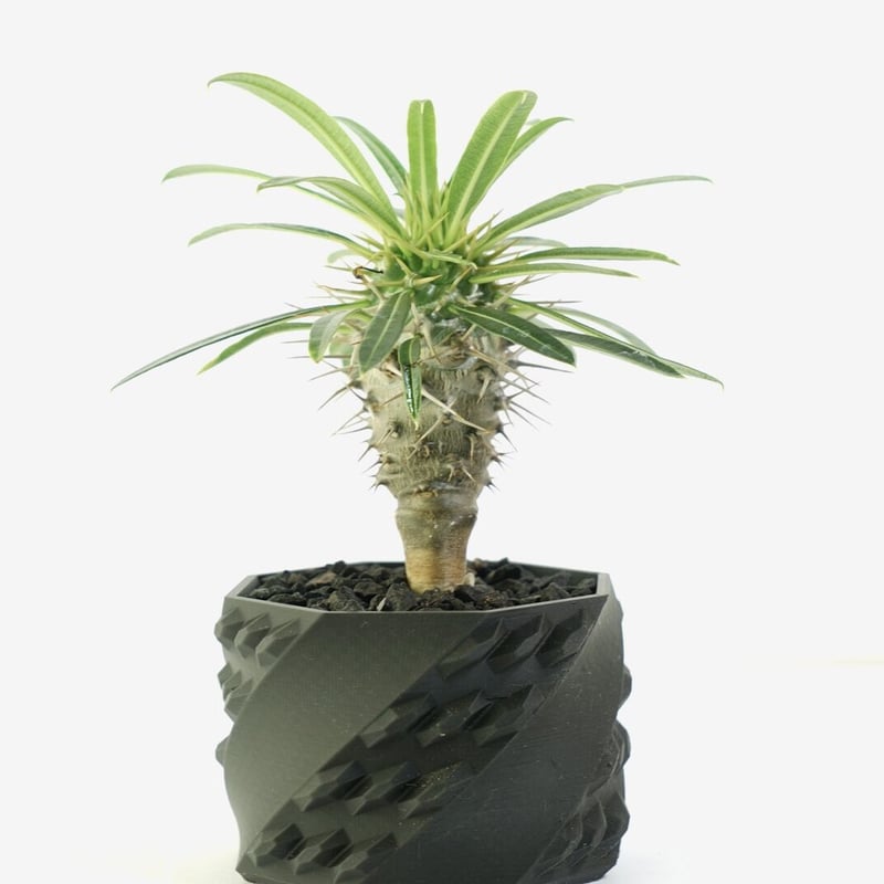 鉢付き】パキポディウム ラメリー Pachypodium Lamerei 135 | EGO