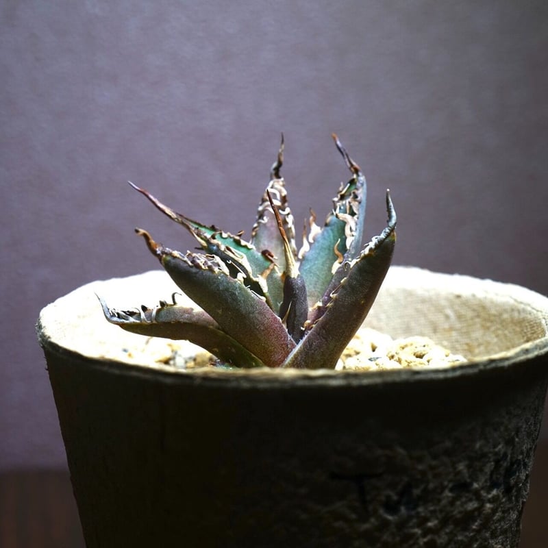 アガベチタノタ シーザーCaesar 台湾輸入株！