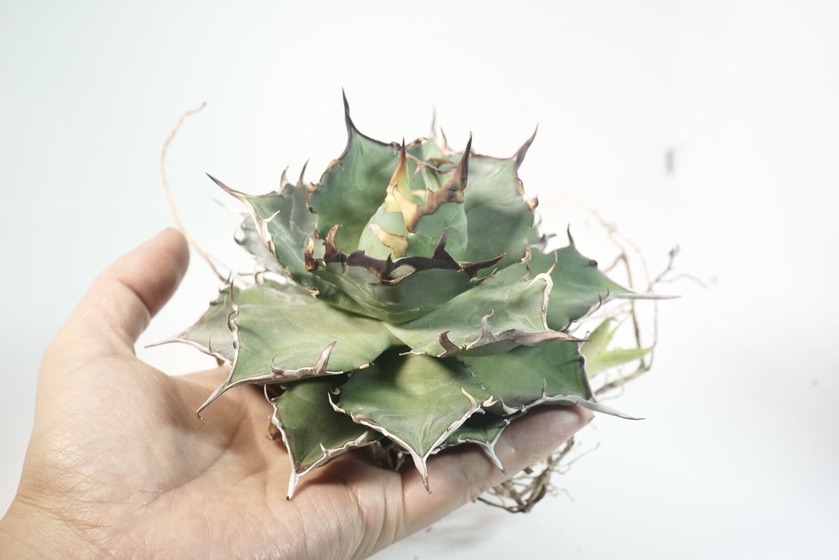 【週末限定価格】agave titanota Hades 恐龍牙齒 台湾輸入株！