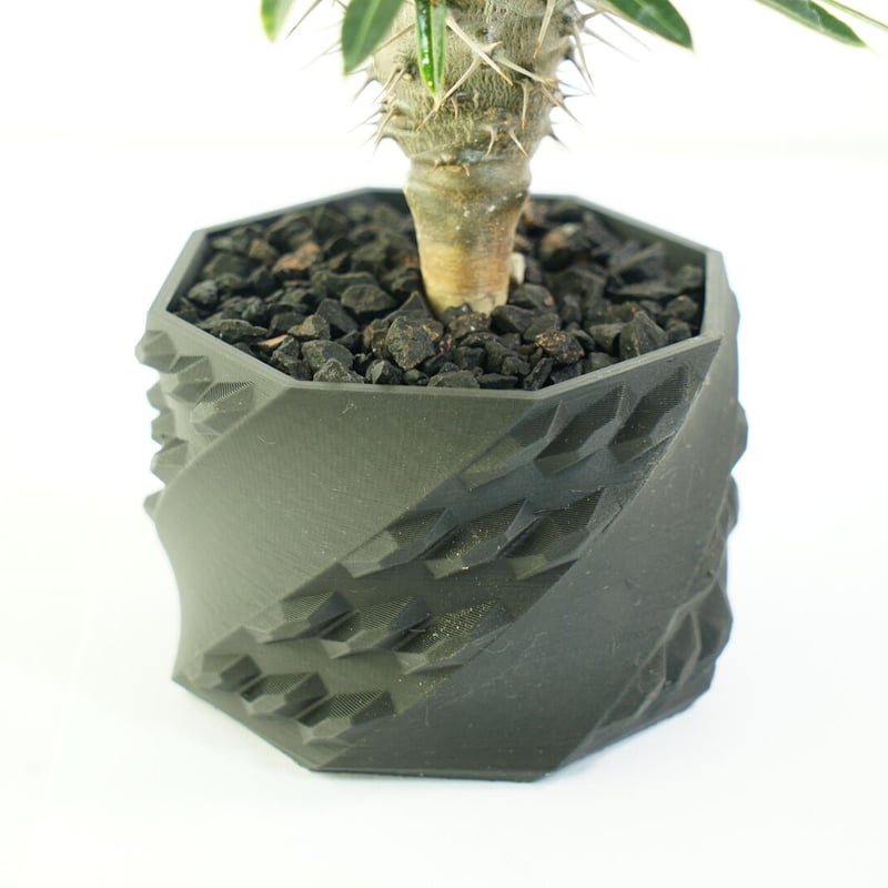 鉢付き】パキポディウム ラメリー Pachypodium Lamerei 135 | EGO