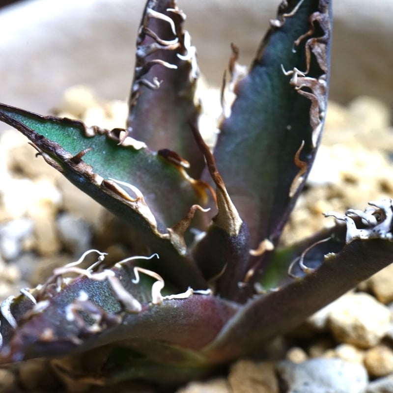 アガベチタノタ Caesar 台湾輸入株 アガベチタノタ シーザーCaesar 台湾輸入株！