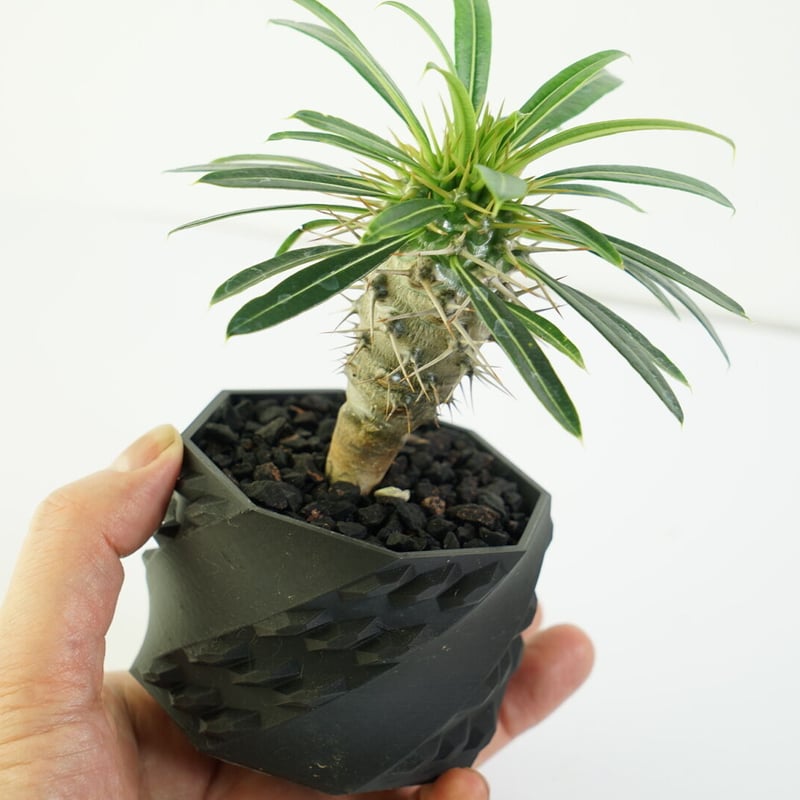 鉢付き】パキポディウム ラメリー Pachypodium Lamerei 135 | EGO