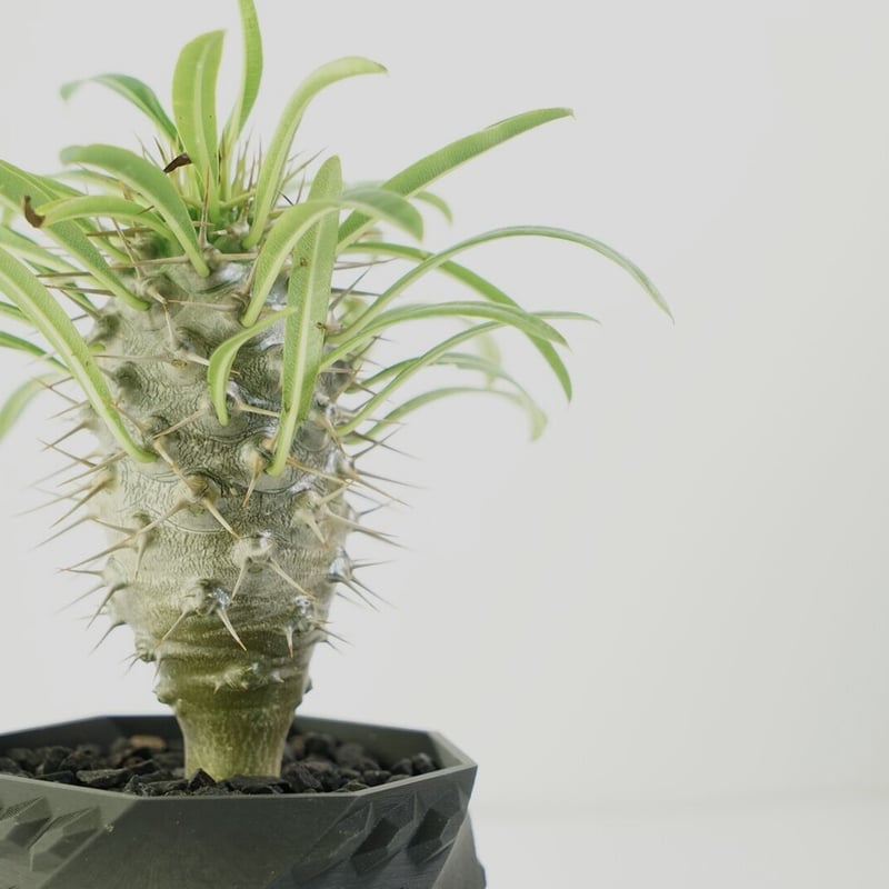 鉢付き】パキポディウム ラメリー Pachypodium Lamerei 134 | EGO