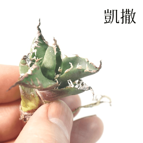 台湾輸入株】アガベ チタノタ シーザー 凱撒Agave Titanota Caesar強棘