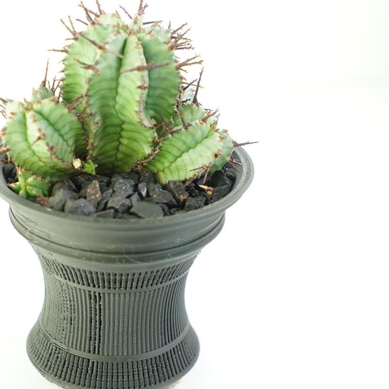 鉢付き】ユーフォルビア ホリダ 群生株 Euphorbia horrida 140 | EG 