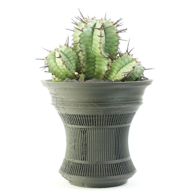 ユーフォルビア ホリダ ◇鉢ごと子株付き 【公式通販】