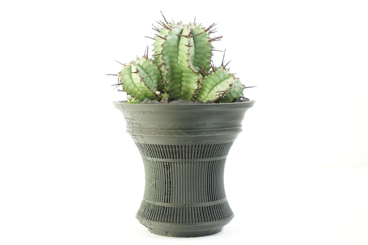 鉢付き】ユーフォルビア ホリダ 群生株 Euphorbia horrida 140 | EG