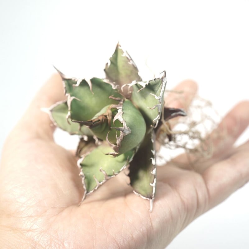 台湾厳選最高級株】アガベ チタノタ シーザー 凱撒 Agave