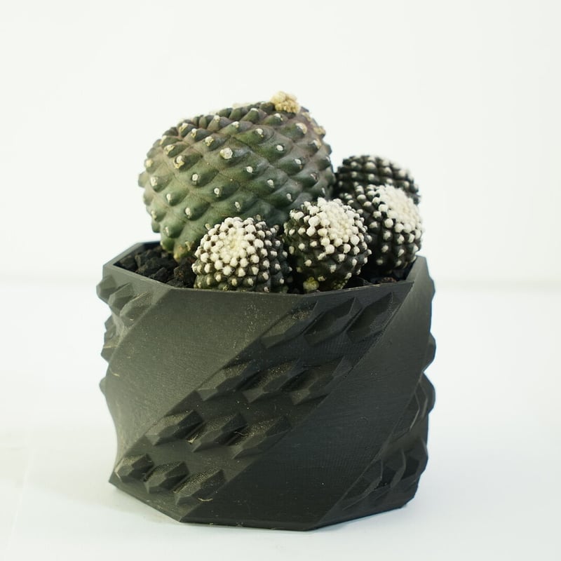 鉢付き】コピアポア テヌイシマ 群生株 Copiapoa Tenuissima 141 |