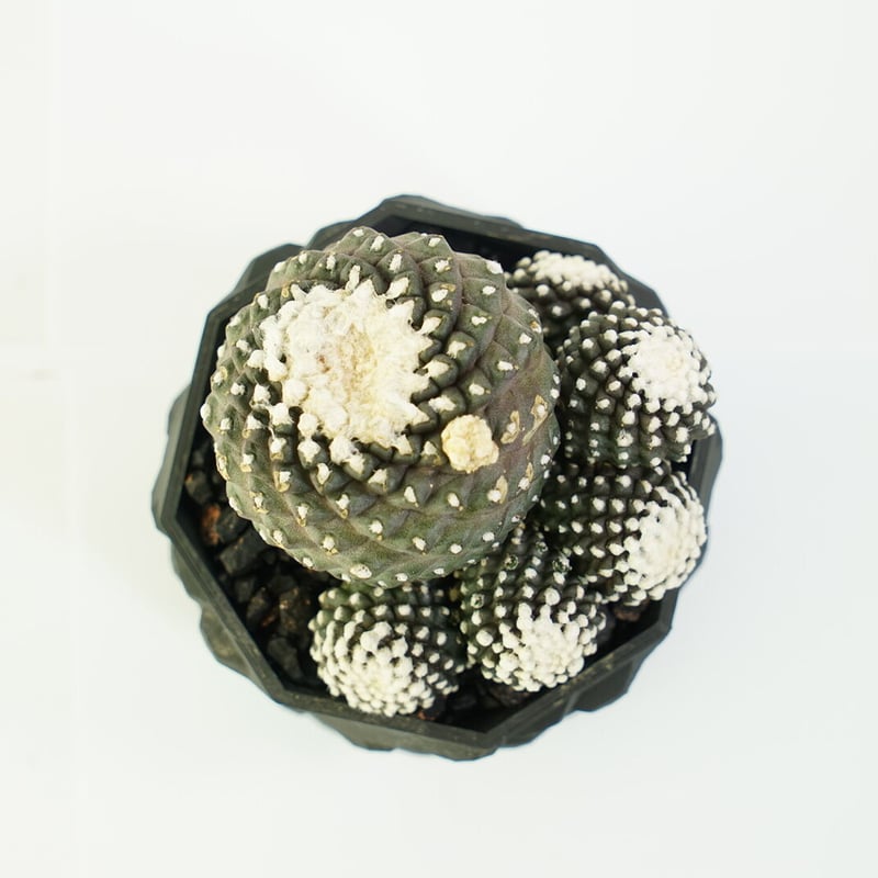 鉢付き】コピアポア テヌイシマ 群生株 Copiapoa Tenuissima 141 鉢付き】コピアポア テヌイシマ 群生株 Copiapoa Tenuissima 141