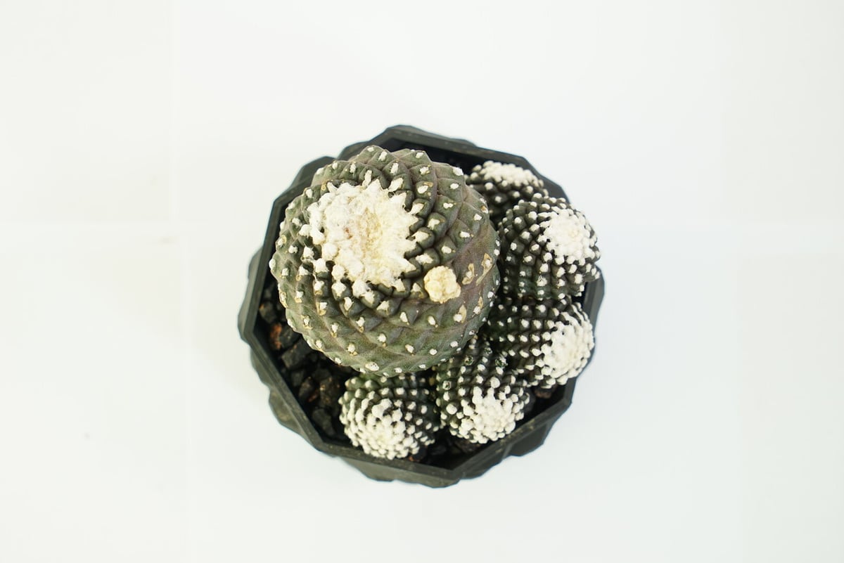 鉢付き】コピアポア テヌイシマ 群生株 Copiapoa Tenuissima 141 鉢付き】コピアポア テヌイシマ 群生株 Copiapoa Tenuissima 141