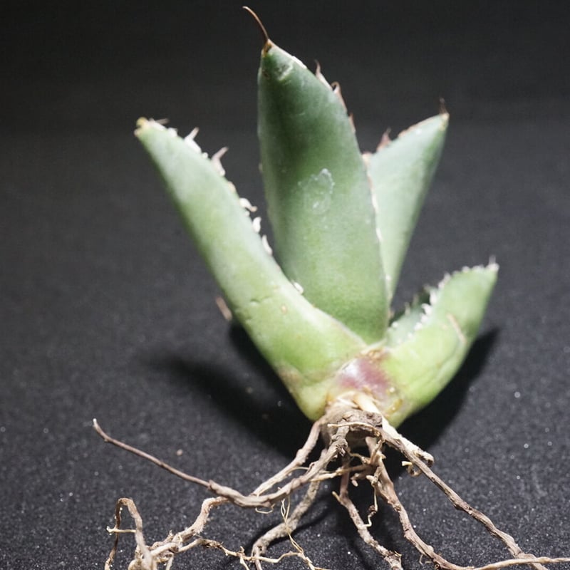 新入荷【台湾輸入株】アガベ チタノタブラックホエール “黒鯨” Agave