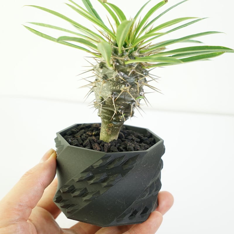 鉢付き】パキポディウム ラメリー Pachypodium Lamerei 136 | EGO