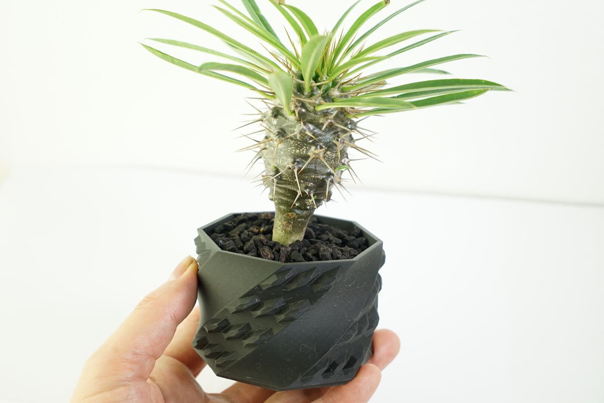 鉢付き】パキポディウム ラメリー Pachypodium Lamerei 136 | EGO