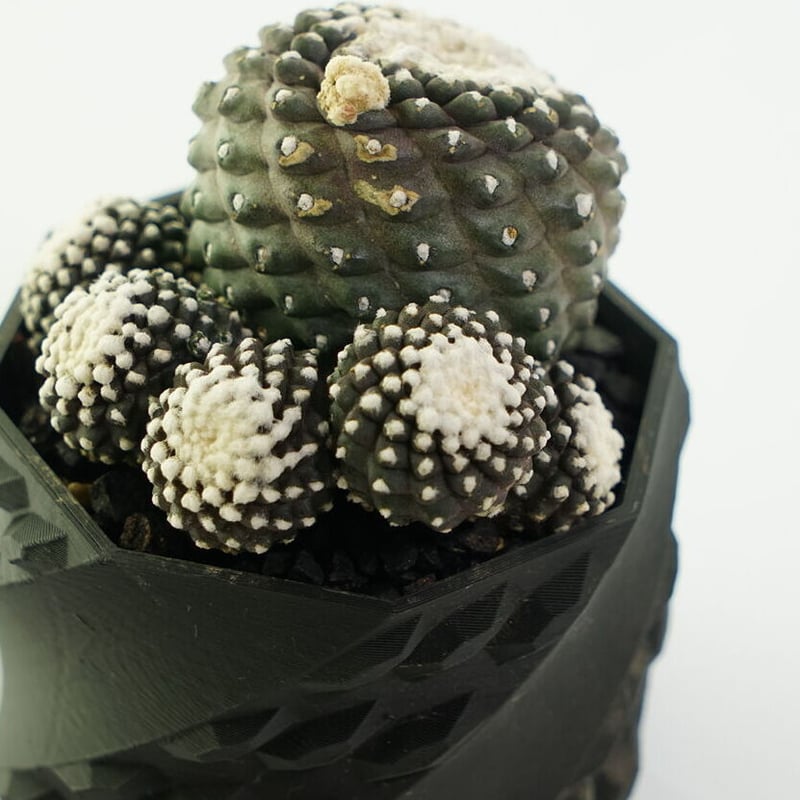 鉢付き】コピアポア テヌイシマ 群生株 Copiapoa Tenuissima 141 |