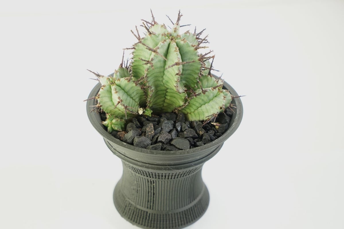 鉢付き】ユーフォルビア ホリダ 群生株 Euphorbia horrida 140 | EG