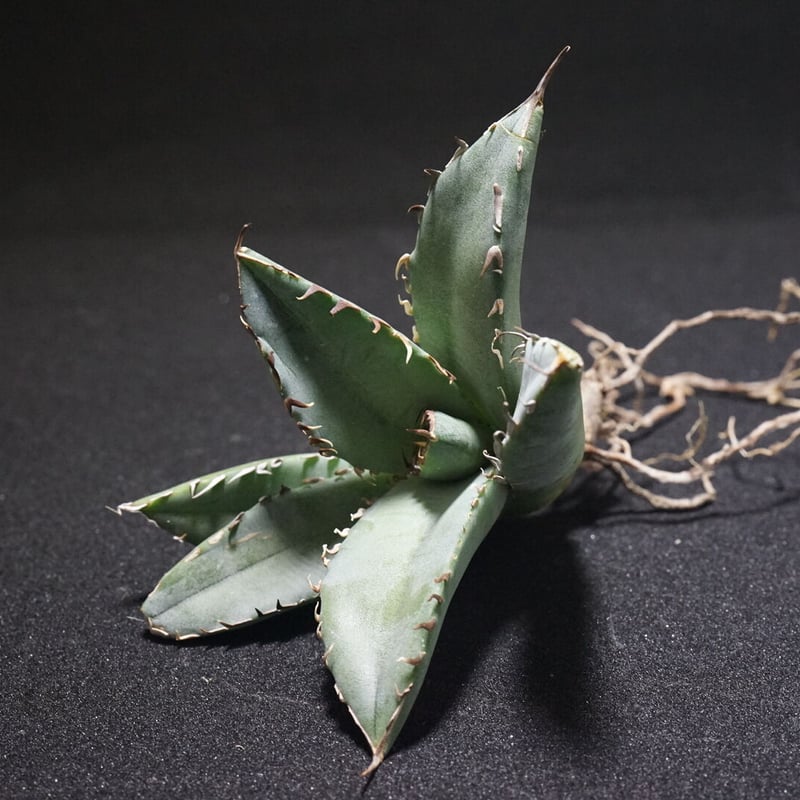 『初老連合』黒鯨3   確認用 初老連合』黒鯨3 確認用 初老連合』黒鯨3 確認用 初老連合』