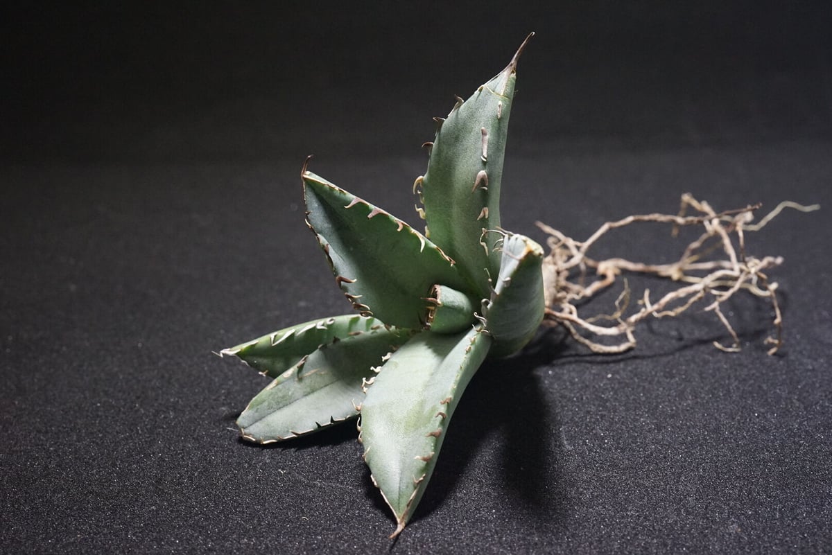 新入荷【台湾輸入株】アガベ チタノタブラックホエール “黒鯨” Agave