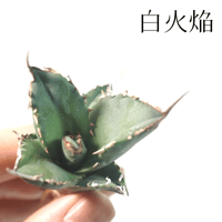 アガベ　ハデス　台湾産良血統 親株出品 fit=scale-down,w=1200