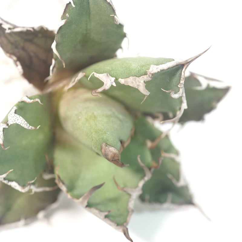 台湾厳選最高級株】アガベ チタノタ シーザー 凱撒 Agave