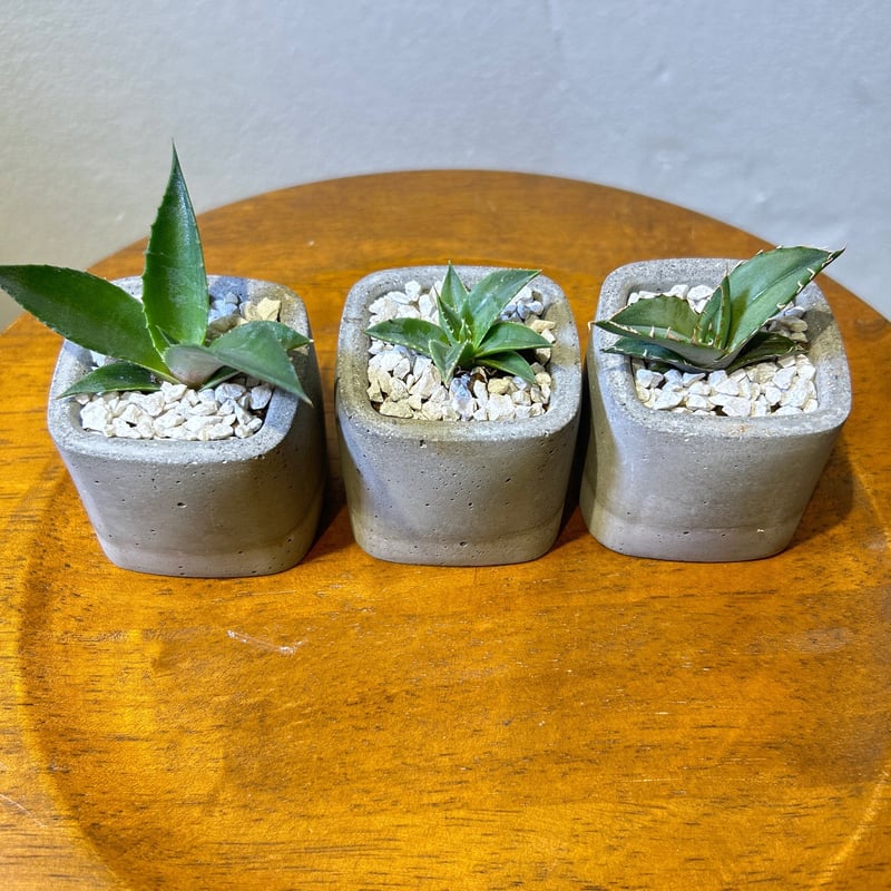 鉢付き】実生アガベ3点セット a | EGOOO PLANTS SHOP 