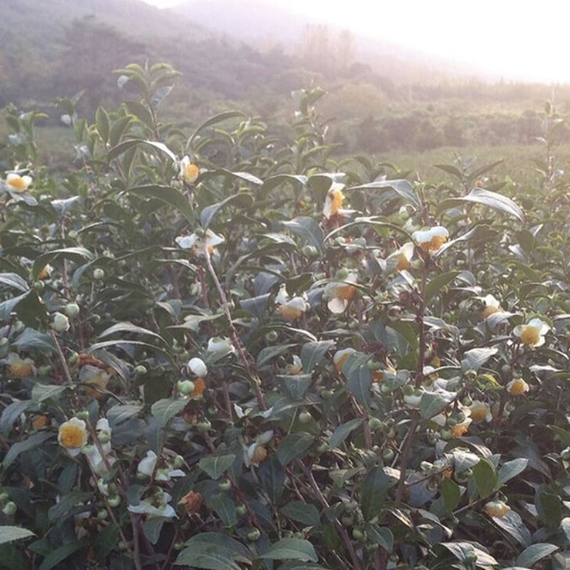 12か月の花茶セット/ 열두달꽃차 모음 12months Flower-tea set |