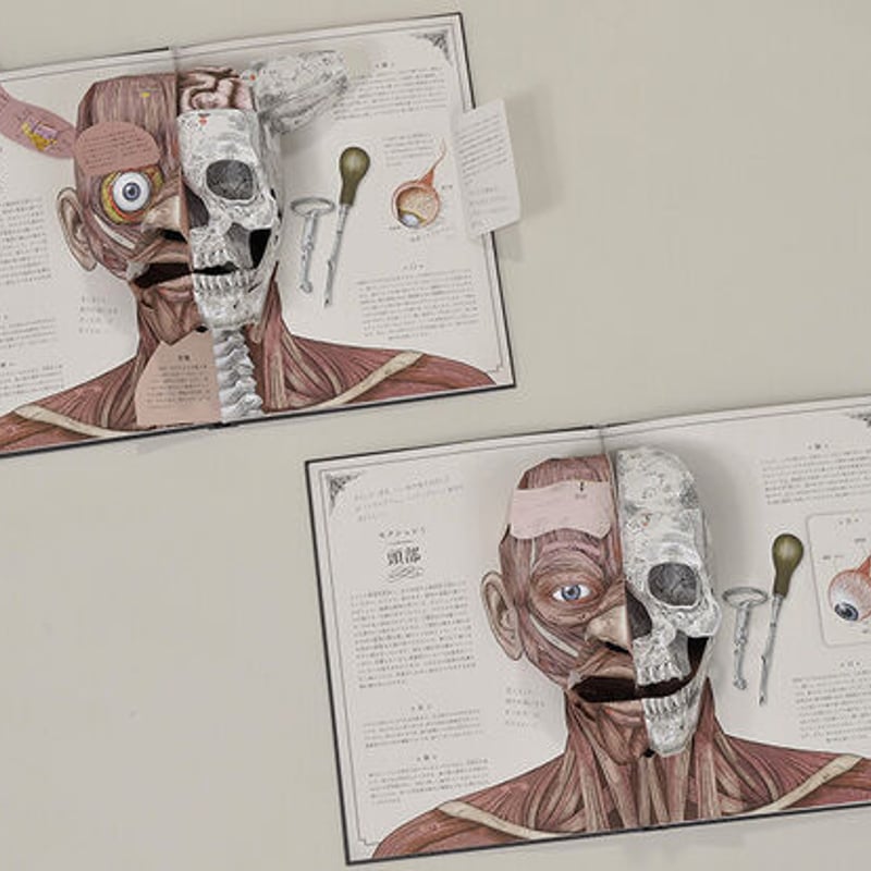 人体 とびだすPop-up＃0759 | しかけ絵本専門店 森のかくれんぼ