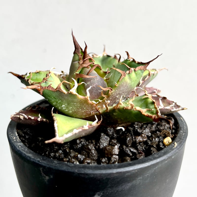 ① アガベ シーザー 発根済 【公式通販】