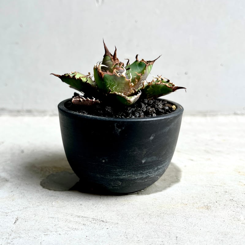 J43アガベ シーザー/Agave Caesar発根済み | SiLO_BOTANICAL_L