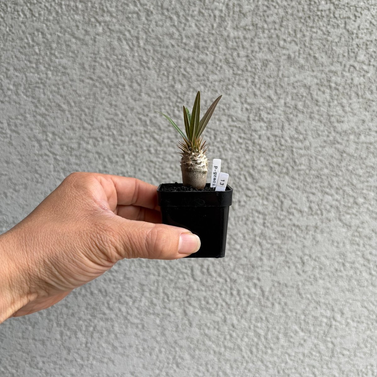 パキポディウムグラキリス　ダブルヘッド　実生株③ パキポディウム グラキリス 超スーパー良型ダブルヘッド最高色