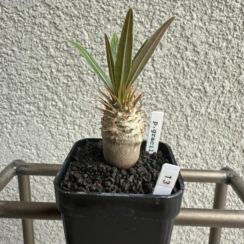 13. パキポディウムグラキリス実生3年/ Pachypodium Gracilius