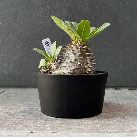 ▲実生Pachypodium brevicaule恵比寿笑い① isla del pescado - Pachypodium brevicaule-恵比寿笑い