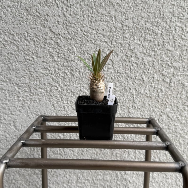 パキポディウム グラキリス 実生 Pachypodium gracilius s-p-gracilius-jika01-247x296.jpg