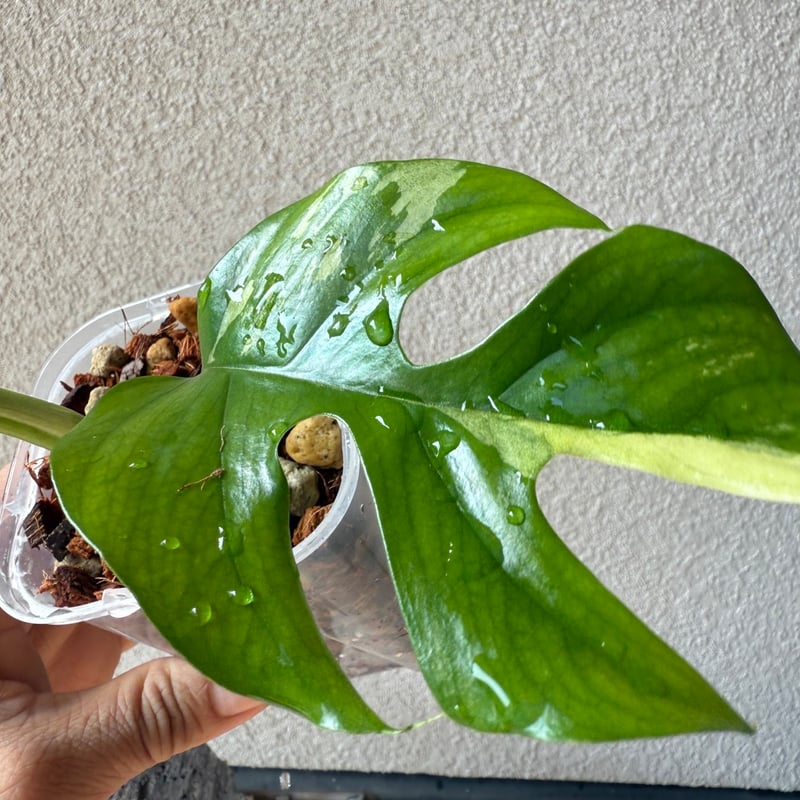 姫モンステラ（斑入り）｜ Rhaphidophora tetrasperma 'Variega