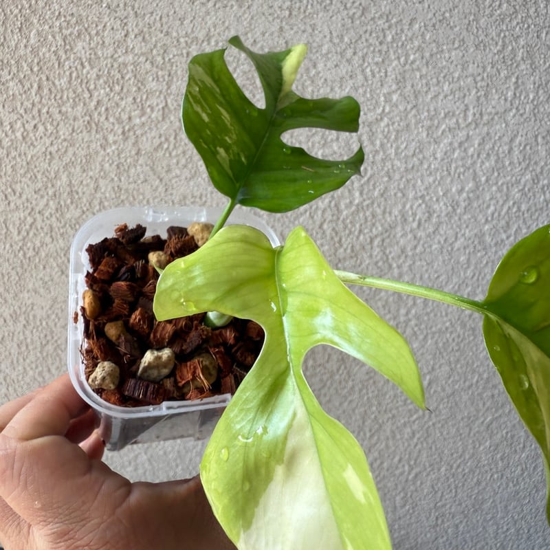 姫モンステラ（斑入り）｜ Rhaphidophora tetrasperma 'Variega