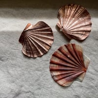 イタヤガイのお香たて（大・左殻）