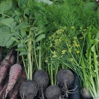 九州地方発送【野菜＆ハーブ6×】　organicキッチンガーデン定期便 /全6回(送料込)