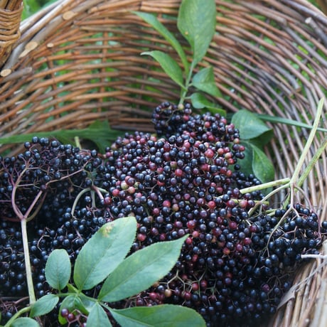 【ハーブ草花６×】ハーブ書籍付 organicハーブガーデン定期便 /全6回(送料込)