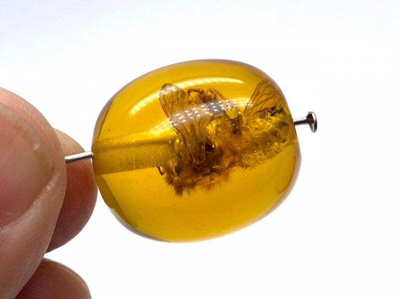 口答鑑別シート付 虫入り琥珀 鑑別付 通し穴有 天然こはく 21×18.5mm 