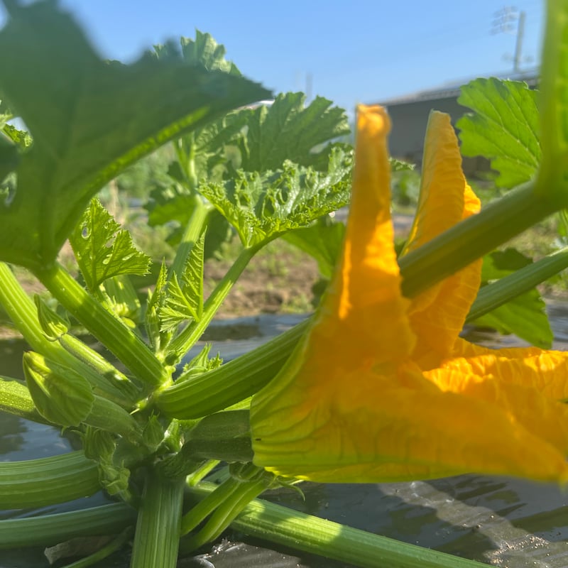 花ズッキーニ　クール便　4月25日より 食卓をレストランに！自然栽培の花ズッキーニ 24本 | GLÜCK GARTENー奥