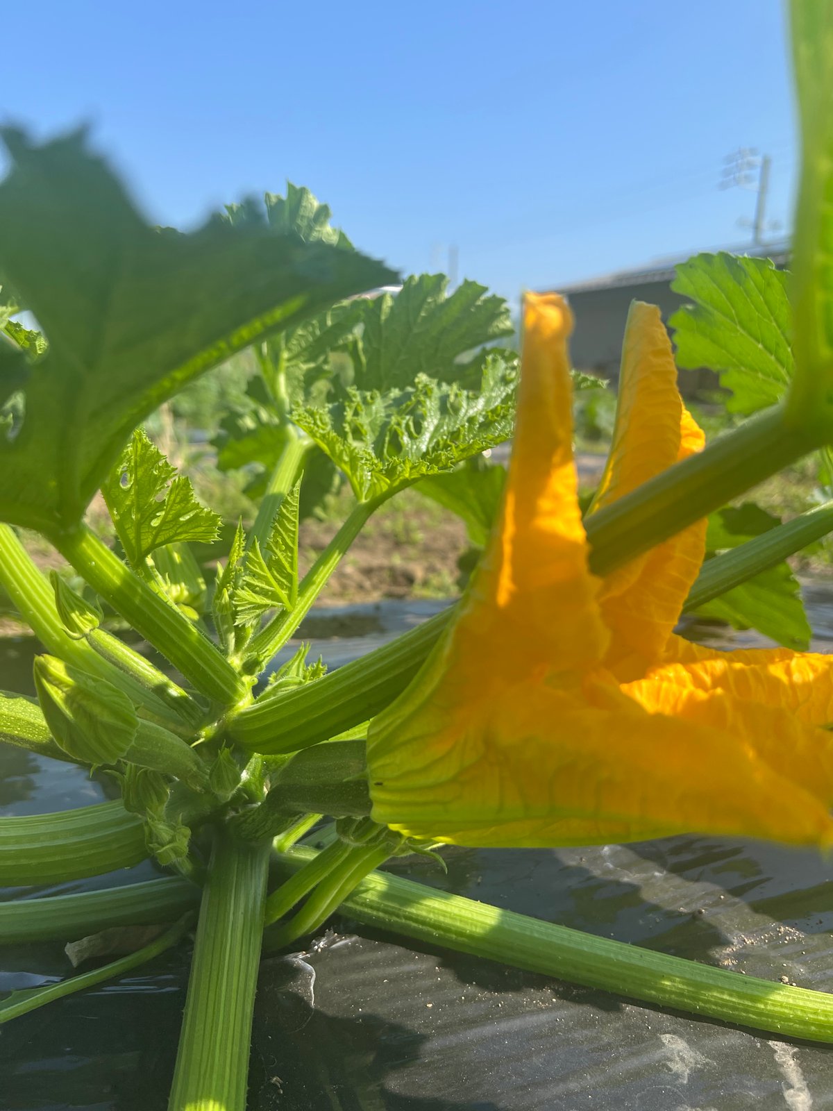 食卓をレストランに！自然栽培の花ズッキーニ 24本 | GLÜCK GARTENー奥