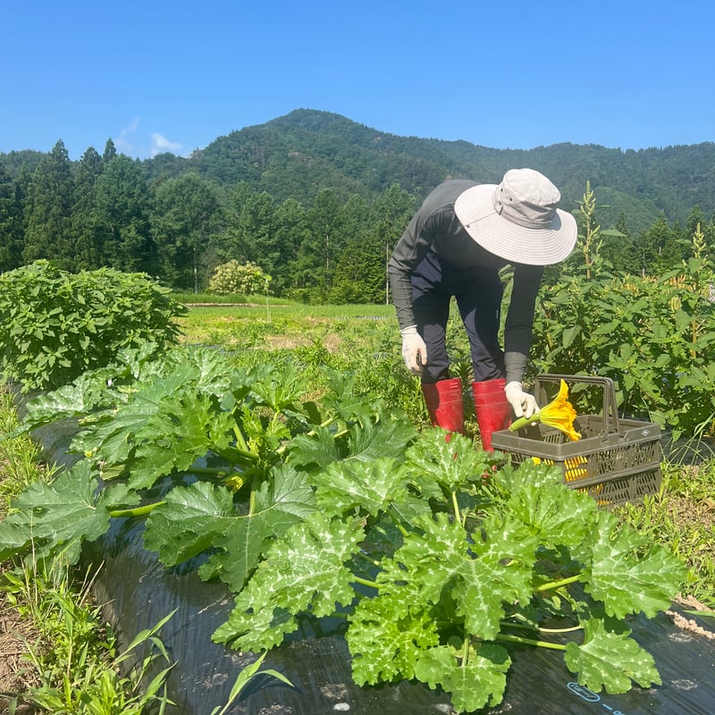 食卓をレストランに！自然栽培の花ズッキーニ 24本 | GLÜCK GARTENー奥