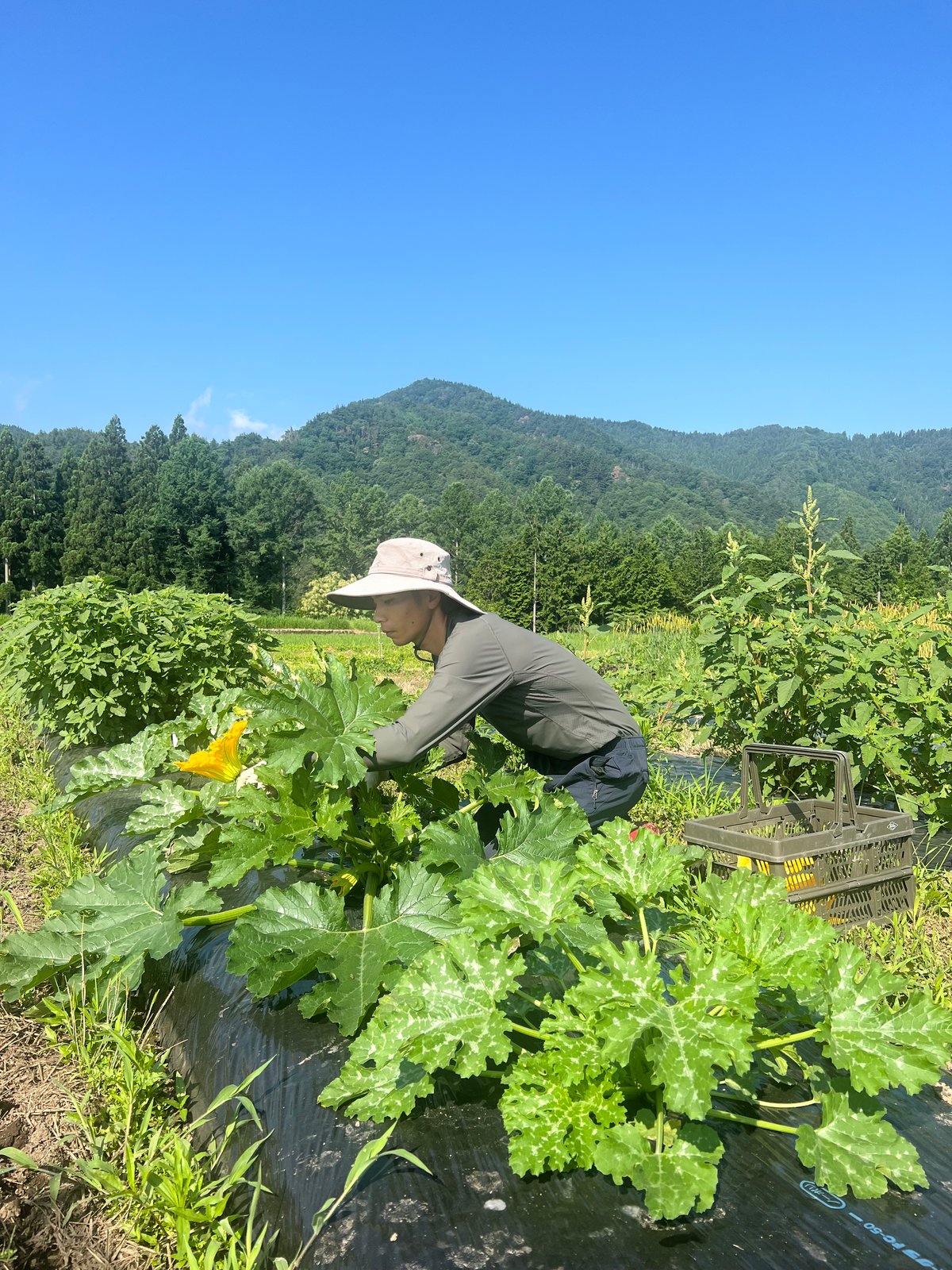 食卓をレストランに！自然栽培の花ズッキーニ 12本 | GLÜCK GARTENー奥