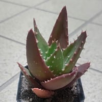 Aloe rupestris(アロエルペストリス・アロエ聖者錦) | 日本アロエ