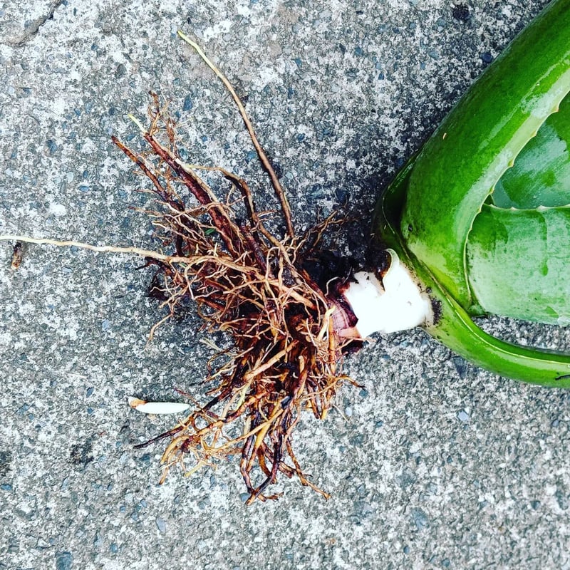 アロエベラ苗 | 日本アロエセンター STORE