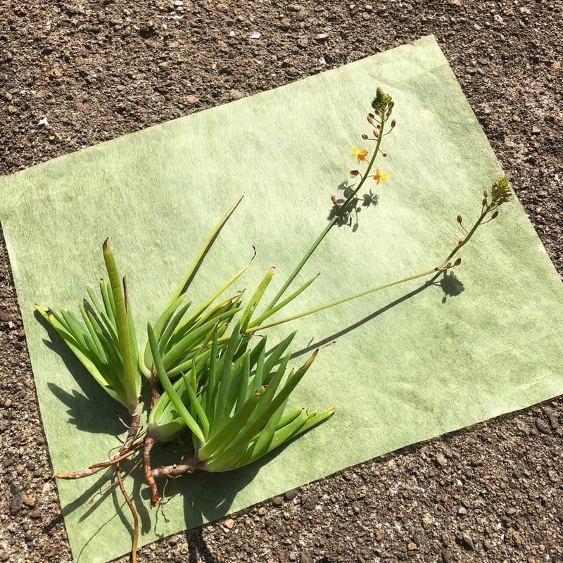 ブルビネフルテスケンス抜き苗セット3本（多肉苗 ） | 日本アロエ