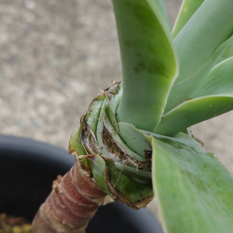 アガベアテナータ | 日本アロエセンター STORE