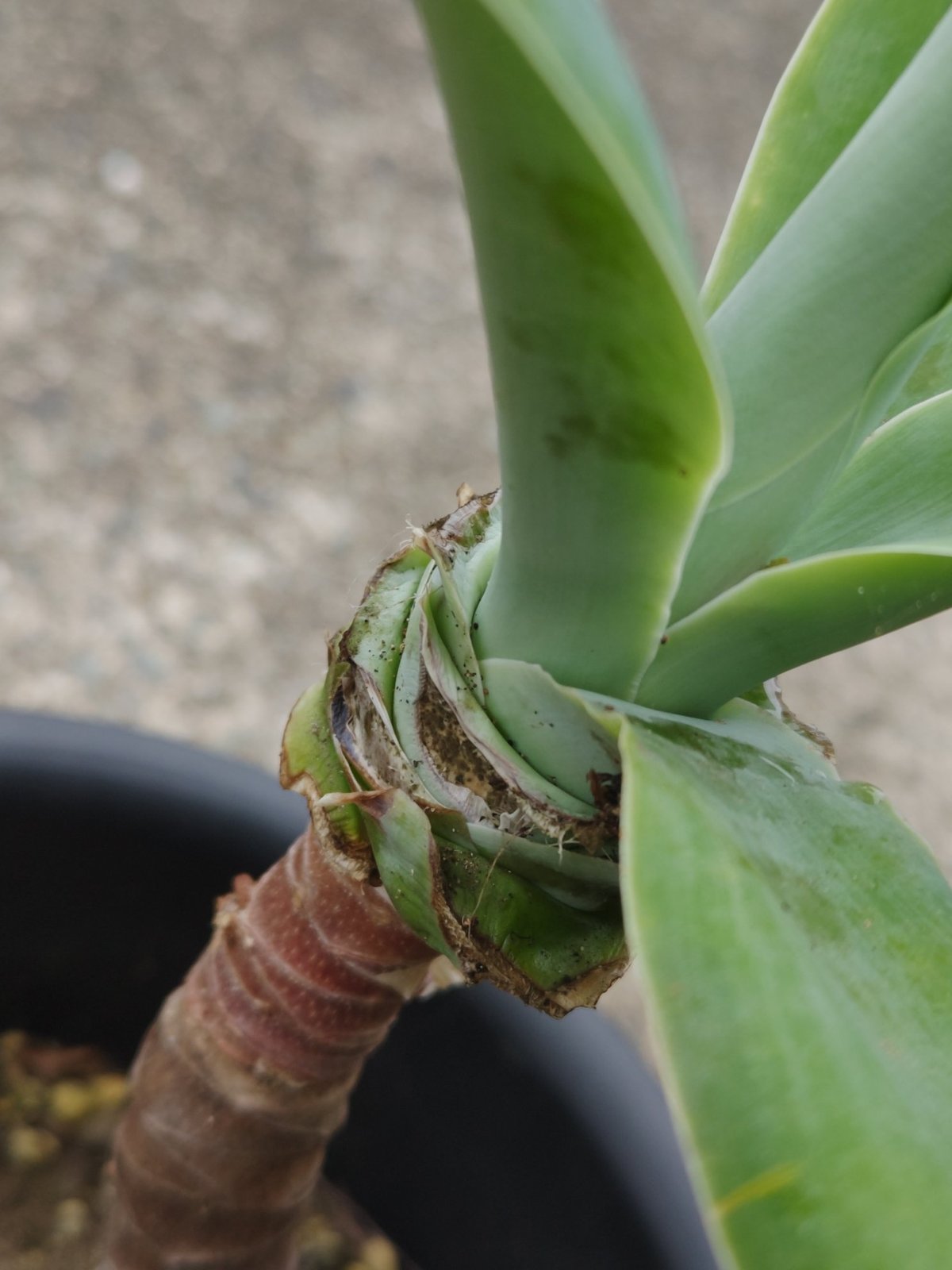 アガベアテナータ | 日本アロエセンター STORE