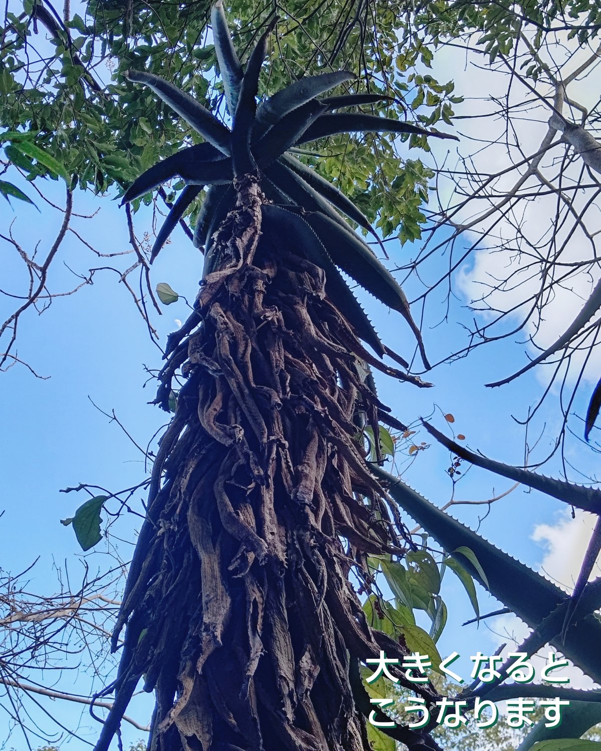 Aloe rupestris(アロエルペストリス・アロエ聖者錦) | 日本アロエ